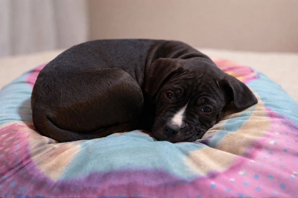 SCOTT - Boxer available for adoption