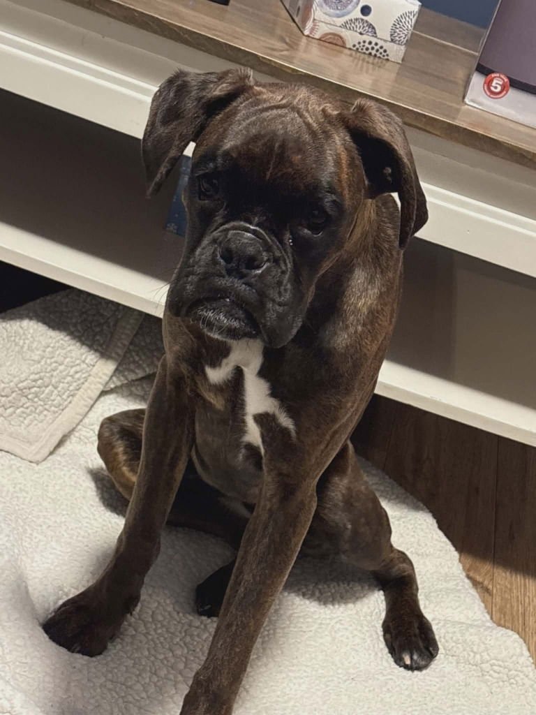 ZEE ZEE - Boxer available for adoption