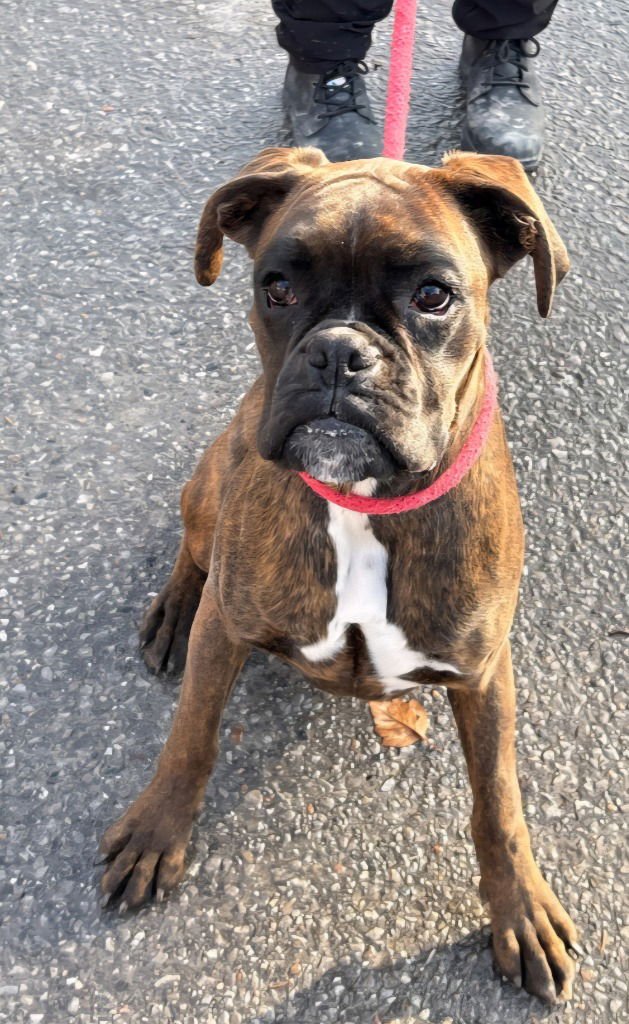 ZEE ZEE - Boxer available for adoption