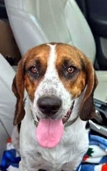 OSCAR - Basset Hound / Beagle available for adoption
