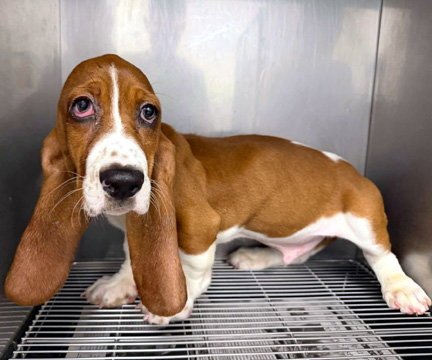 NORMAN - ADOPTION PENDING!
