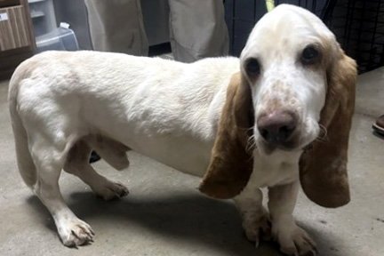 SLINKY - Basset Hound available for adoption