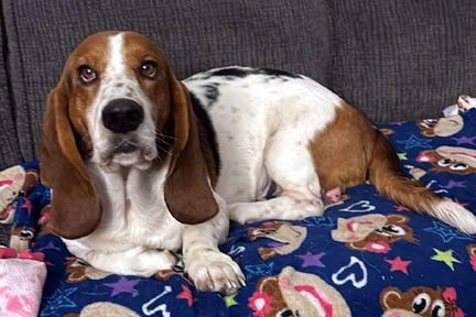 RIO - ADOPTION PENDING! - Basset Hound available for adoption