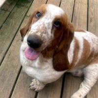 DAISY - ADOPTION PENDING! - Photo 1