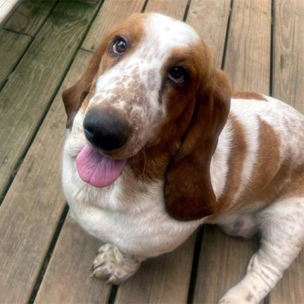 DAISY - ADOPTION PENDING!