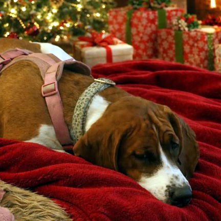 TRUDY - Basset Hound available for adoption