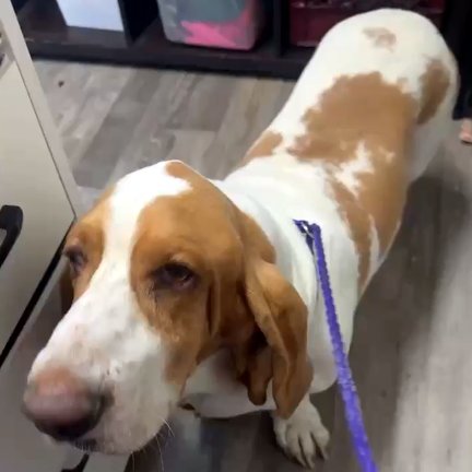 MOOSE - ADOPTION PENDING! Image