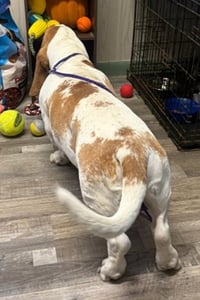 MOOSE - ADOPTION PENDING! - Photo 2