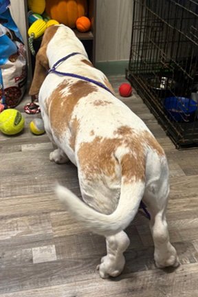 MOOSE - ADOPTION PENDING! - Basset Hound available for adoption