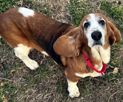 ELLIE - Basset Hound available for adoption