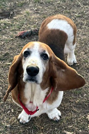 ELLIE - Basset Hound available for adoption