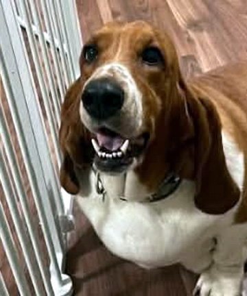 MAISEY - Basset Hound available for adoption