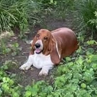 MAISEY - Photo 2