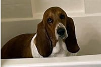 MAISEY - Photo 3