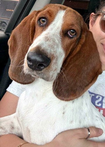 LUCY AKA LULA - Basset Hound available for adoption