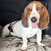 LUCY aka LULA - Photo 2