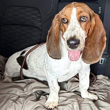 LUCY AKA LULA - Basset Hound available for adoption