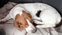 LUCY aka LULA - Photo 3