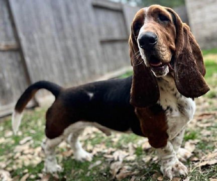 LUKE - ADOPTION PENDING! - Basset Hound available for adoption