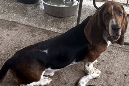 LUKE - ADOPTION PENDING! - Basset Hound available for adoption