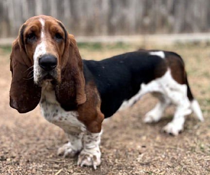 LUKE - ADOPTION PENDING! - Photo 3