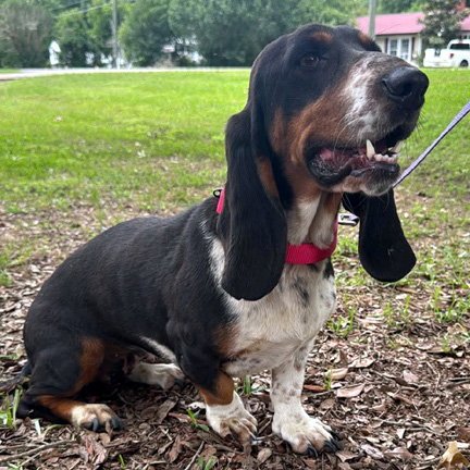 SNICKERDOODLE - ADOPTION PENDING!