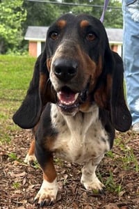 SNICKERDOODLE - ADOPTION PENDING! - Photo 2