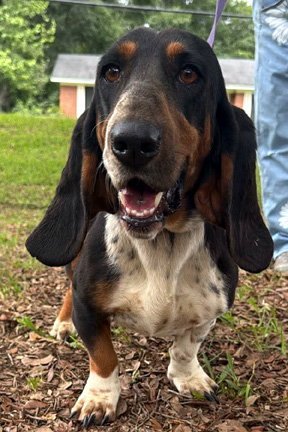 SNICKERDOODLE - ADOPTION PENDING! - Basset Hound available for adoption
