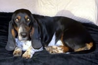 SNICKERDOODLE - ADOPTION PENDING! - Photo 3