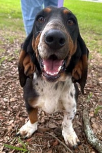 SNICKERDOODLE - ADOPTION PENDING! - Photo 4