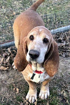 FRED - Basset Hound available for adoption