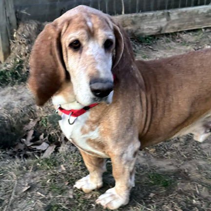 FRED - Basset Hound available for adoption