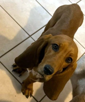 LADYBIRD - ADOPTION PENDING! - Basset Hound available for adoption