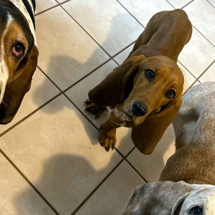 LADYBIRD - ADOPTION PENDING! - Basset Hound available for adoption