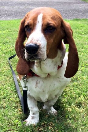 OAKLEY - ADOPTION PENDING! Image