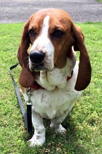 OAKLEY - ADOPTION PENDING! - Photo 1