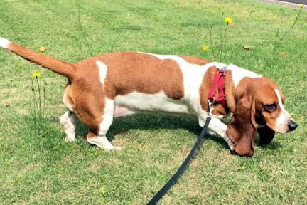 OAKLEY - ADOPTION PENDING! - Basset Hound available for adoption