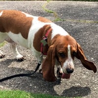 OAKLEY - ADOPTION PENDING! - Photo 3