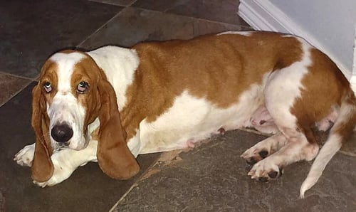 SHANNON - Basset Hound available for adoption