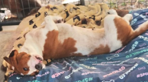 SHANNON - Basset Hound available for adoption