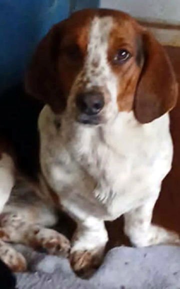WOODY - Basset Hound / Beagle available for adoption