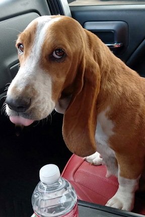 NELLIE - ADOPTION PENDING! Image
