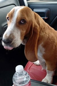 NELLIE - ADOPTION PENDING! - Photo 1