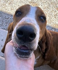 NELLIE - ADOPTION PENDING! - Photo 2