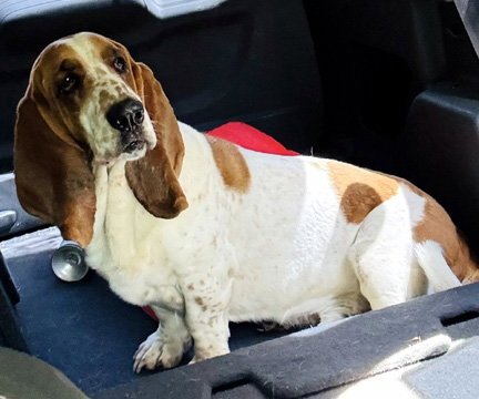 COPPER 2 - Basset Hound available for adoption