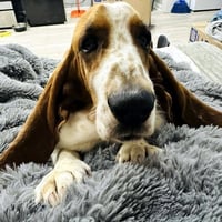 COPPER 2 - Photo 2