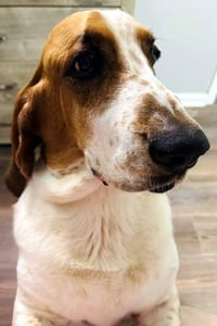 COPPER 2 - Photo 4