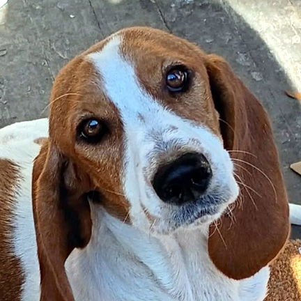 MERRY - ADOPTION PENDING! - Basset Hound available for adoption