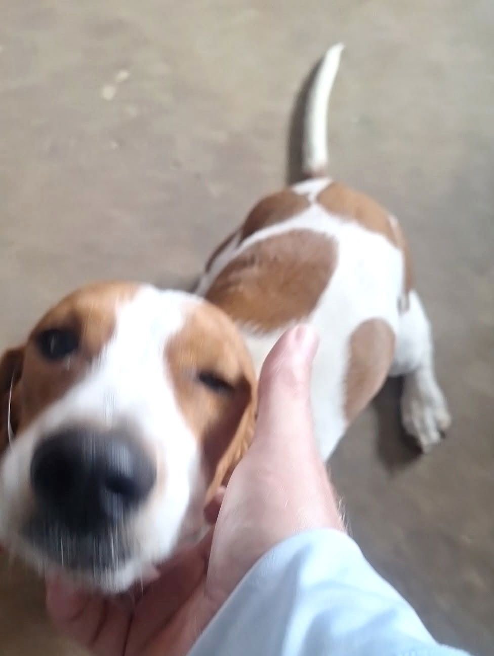 MERRY - ADOPTION PENDING! - Photo 4