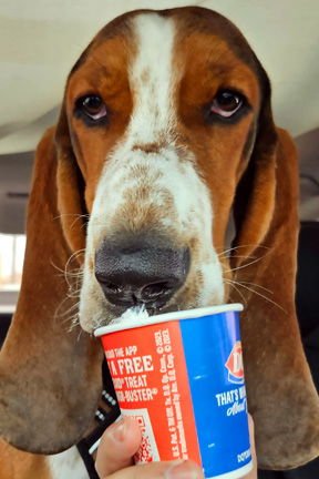 ROOSTER - ADOPTION PENDING! - Basset Hound available for adoption